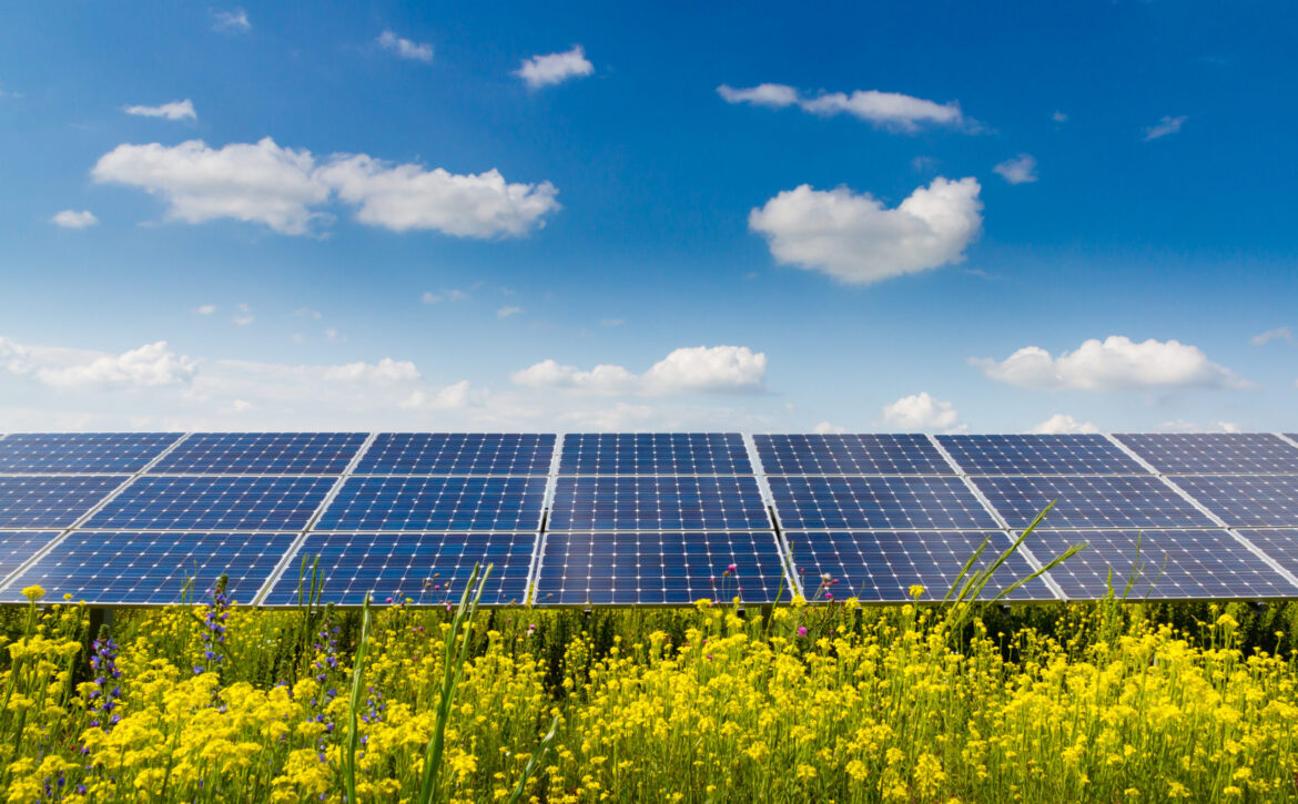 Photovoltaic,Modules,And,Yellow,Flowers